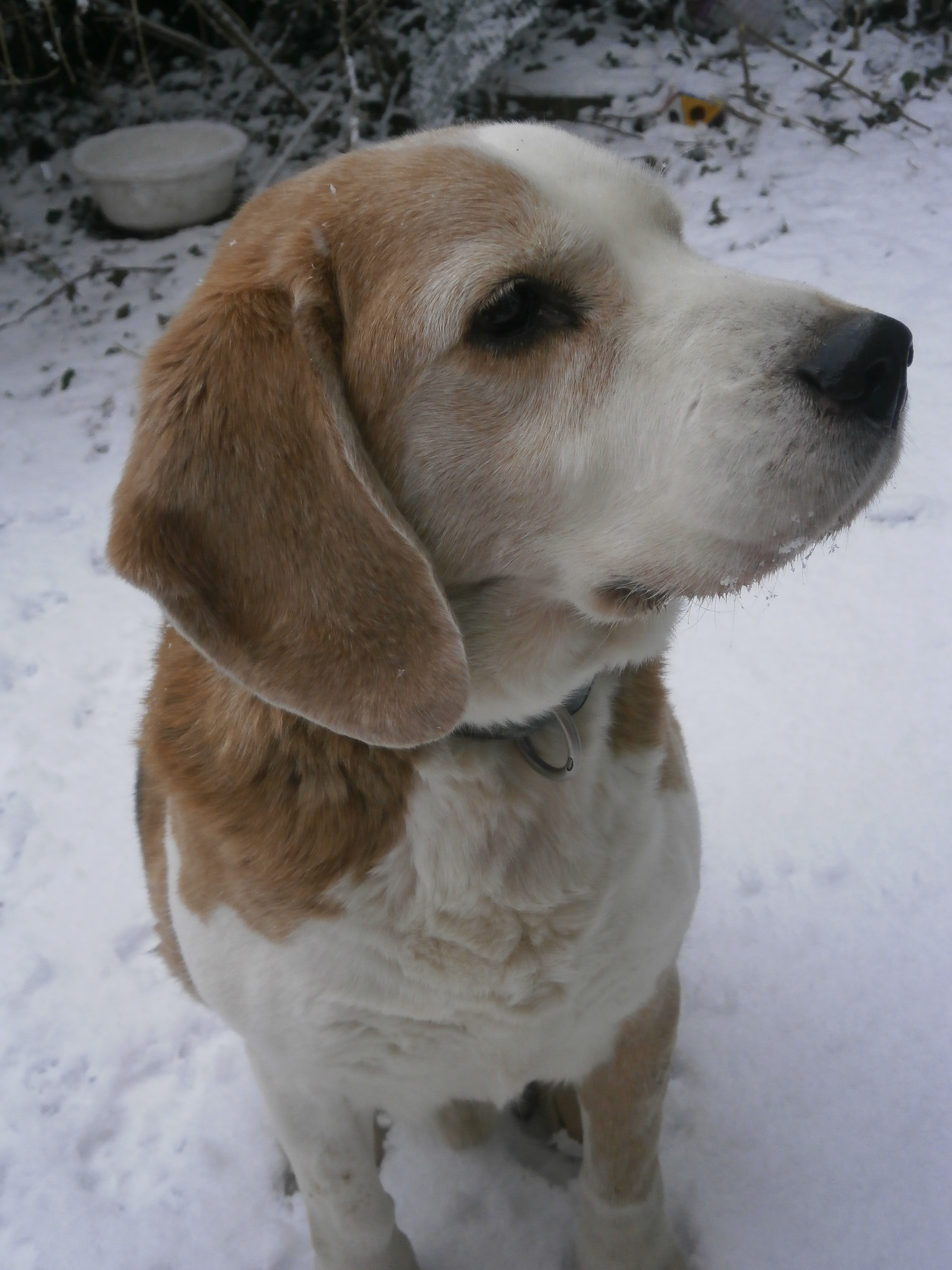 King in the snow