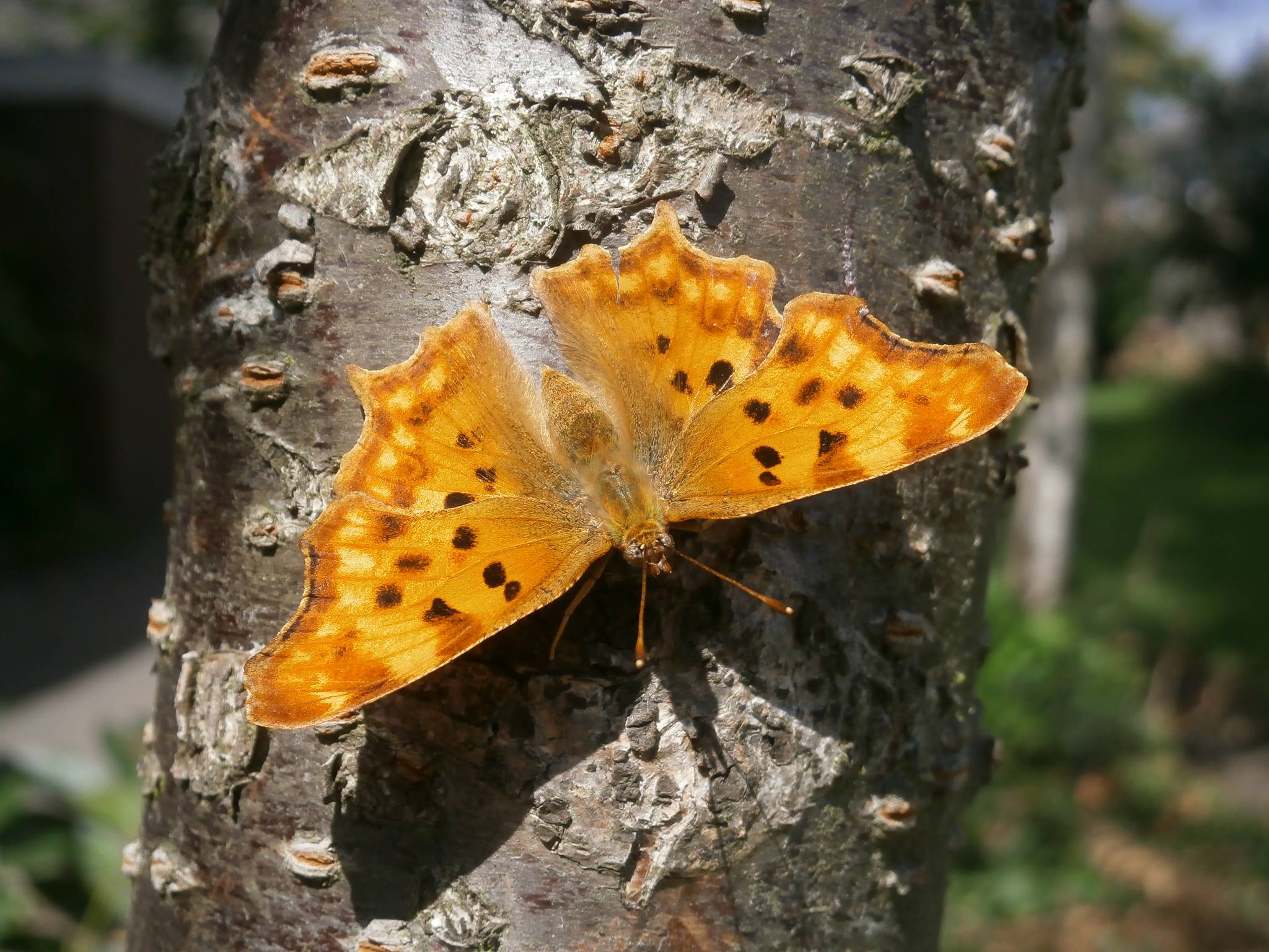 Pretty butterfly