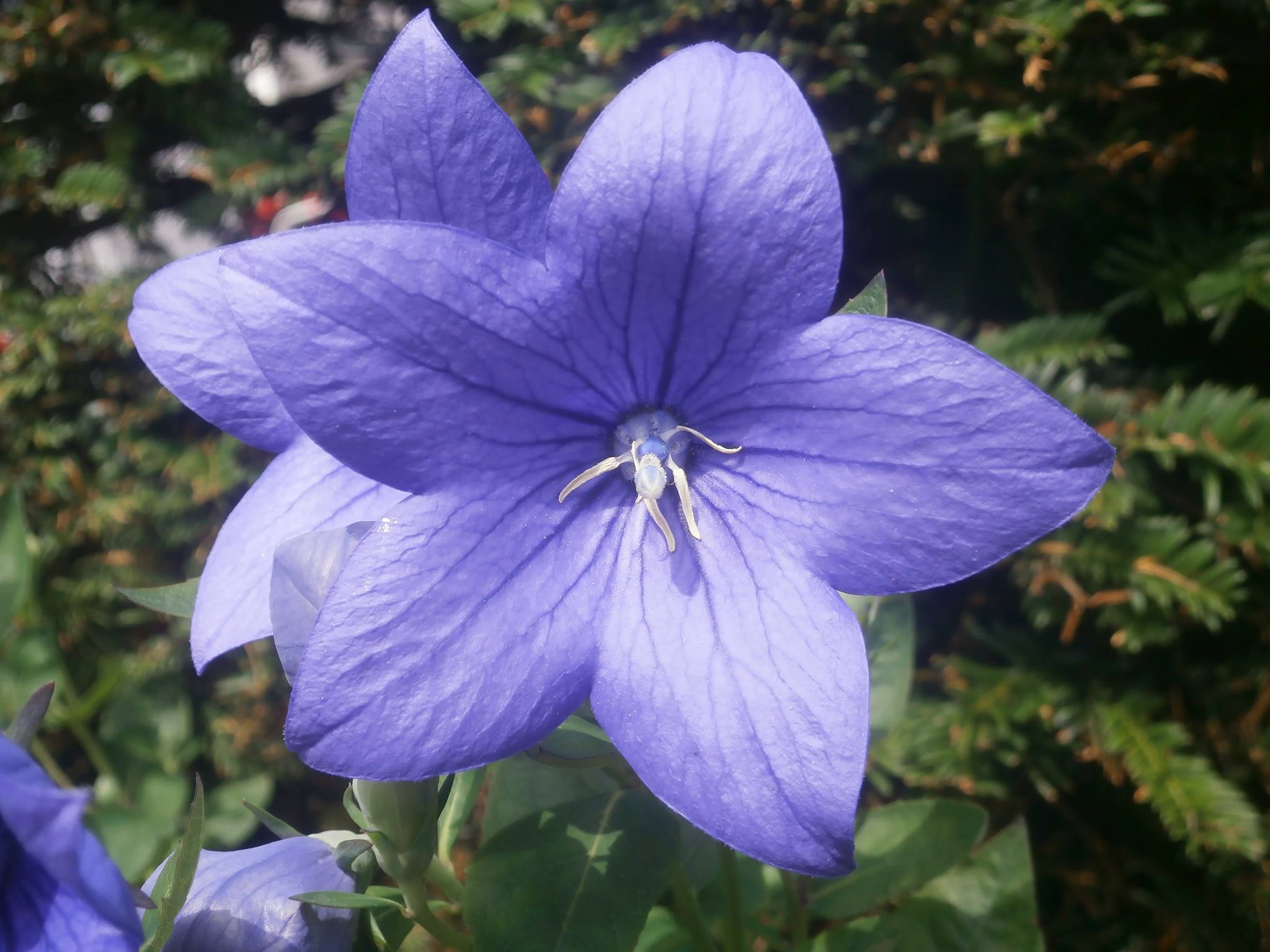 Purple star flower