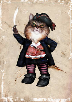 pirate cat