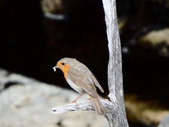 Irish Robin