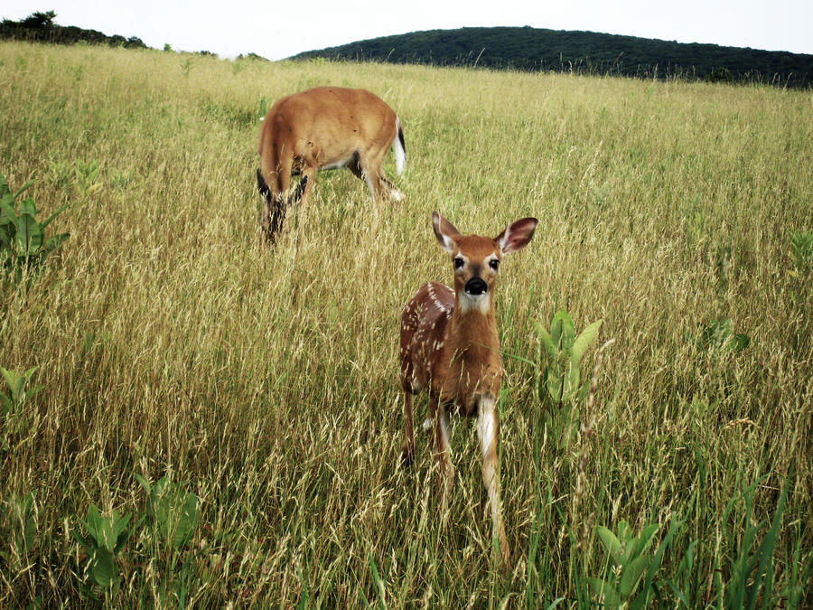 bambi2