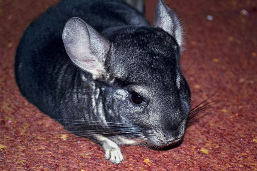 Rodentia VI