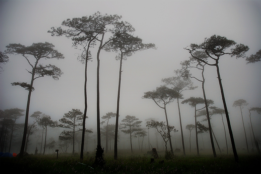 Forest in a Mist