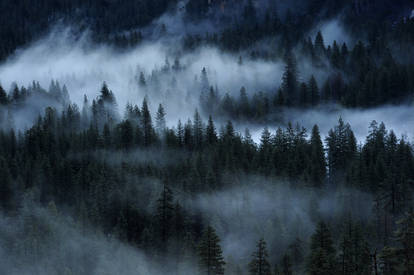 Misty forest