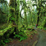 Hall of mosses