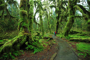 Hall of mosses