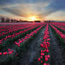 Tulip field