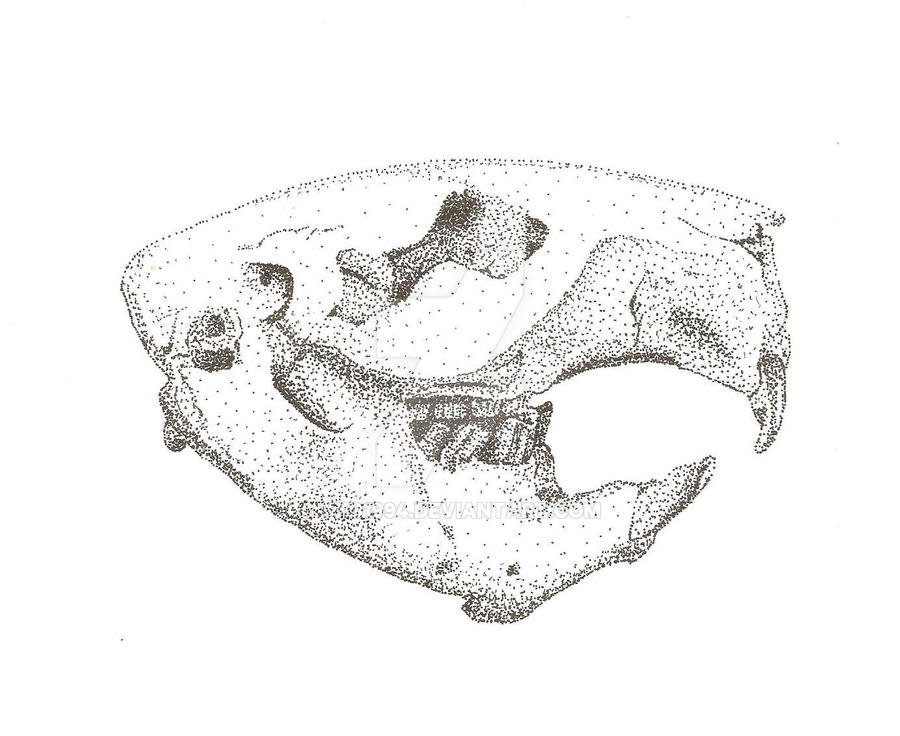 Beaver Skull