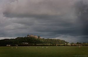 Stirling's Sheep