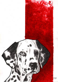 cuccio dalmata