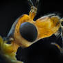 Face of insect