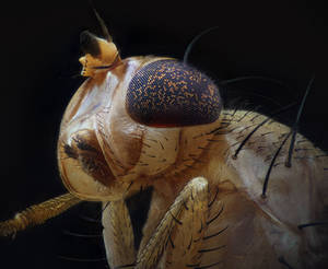 Just a fly by dack99 Just a fly by dack99