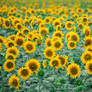 Field of sunflowers