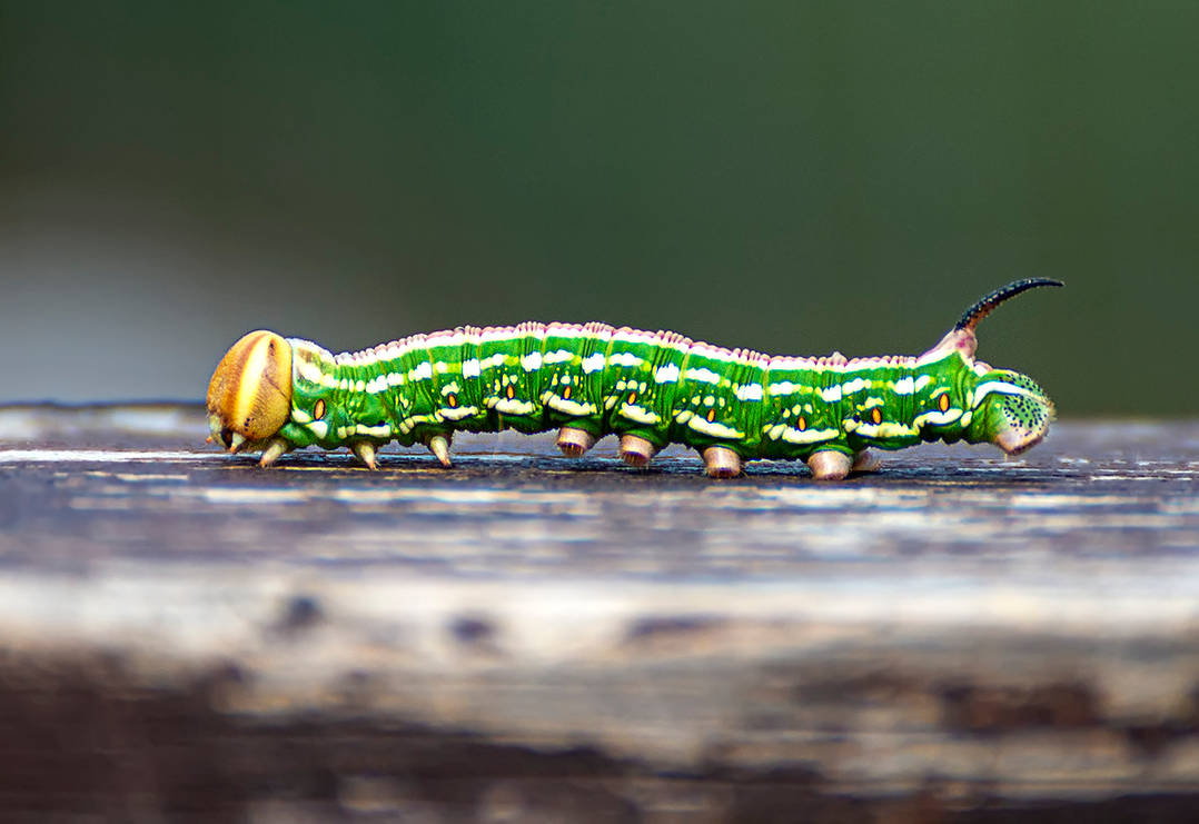 Just a caterpiller