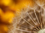 Dandelion by Linda-L