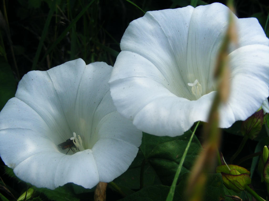Withe Flowe withe flower by Mayolijntje on DeviantArt