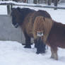 Snow ponies