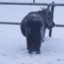 a little snow pony