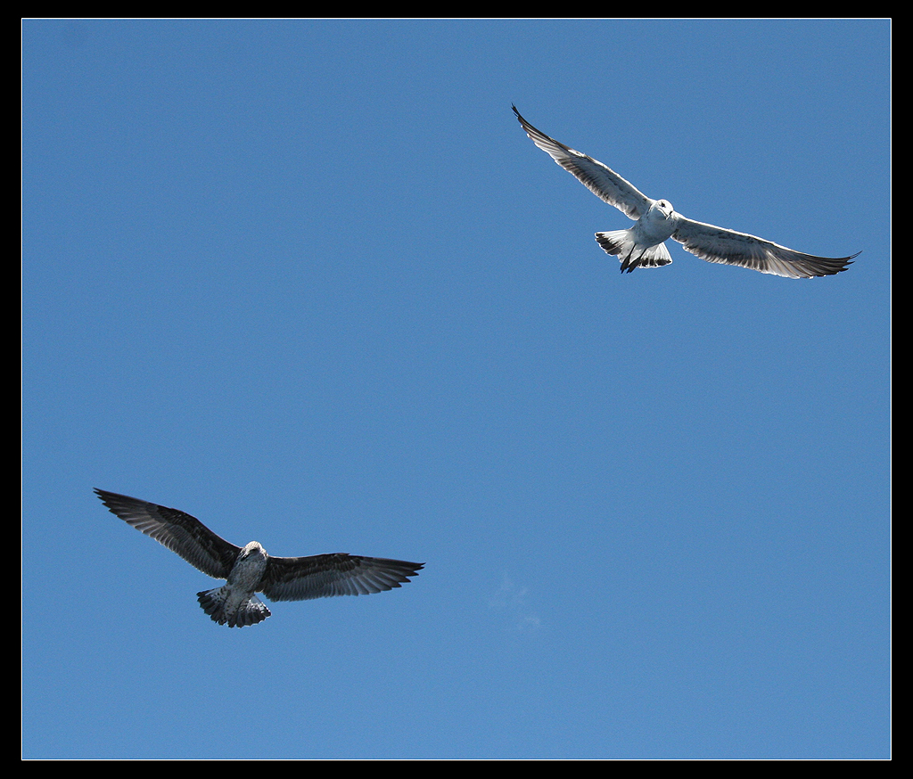 Tenerife - Seagalls 3