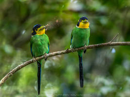 Long-tailed Broadbill