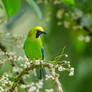 Blue-winged Leafbird