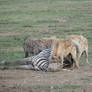 Hyena Eating