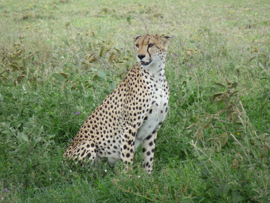 A cheetah