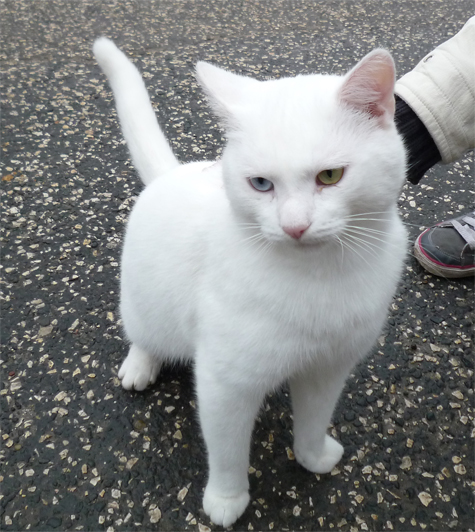 White Cat with Blue,Green Eyes