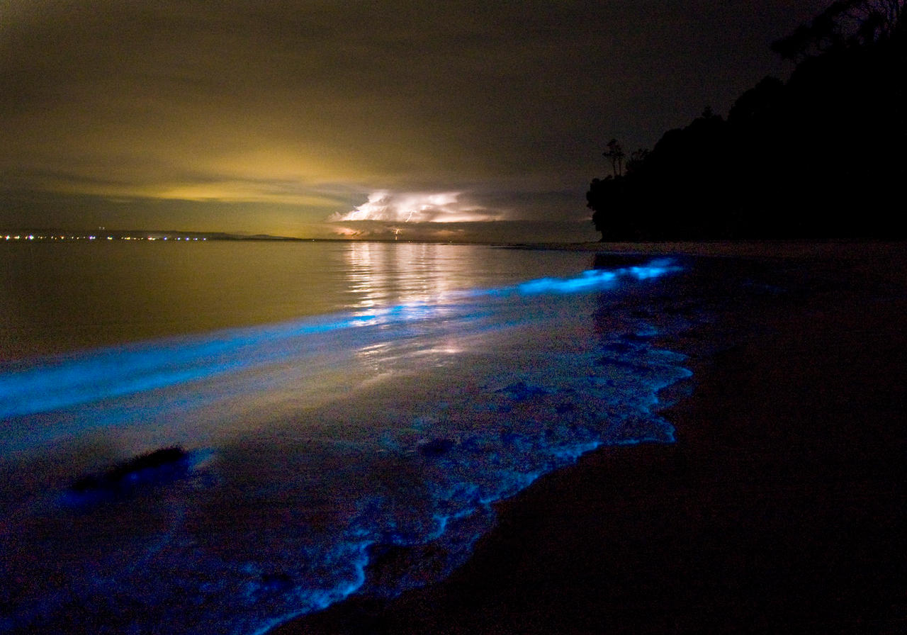 Bioluminescent Plankton by DreamMyWonderland