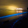 Bioluminescence