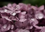 Dew by misschix0r