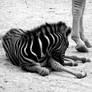 Baby Zebra