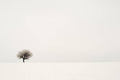 Winter tree