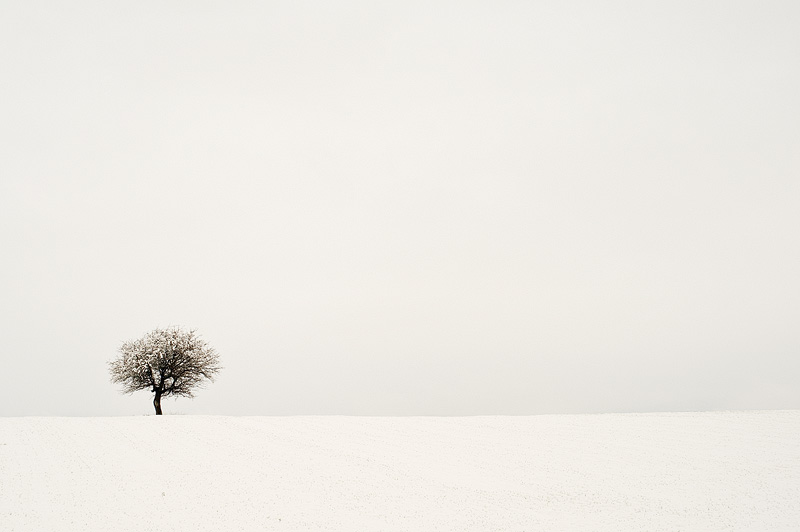 Winter tree
