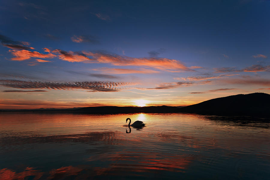 Swan on sunset lake