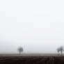 Fog and trees