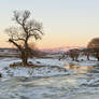 Frozen trees