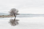Tree by NickKoutoulas