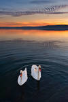 Swan lake by NickKoutoulas