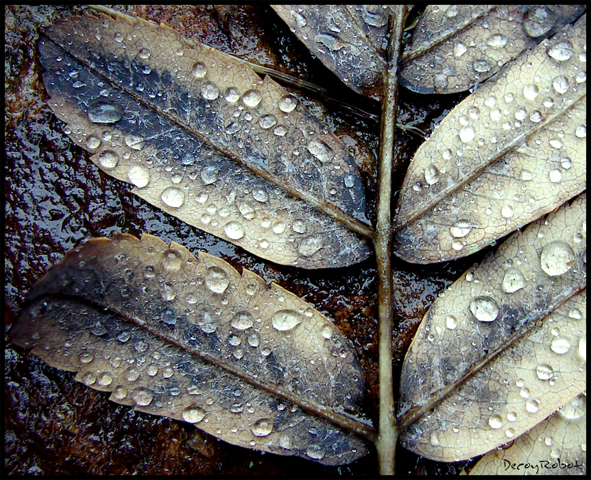 Dead leaf blues.