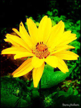 Spring has sprung : 16