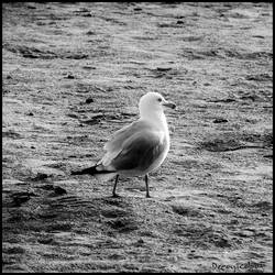 Random bit : 01 : Seagull