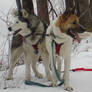 Happy Sled Dogs