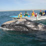 Grey Whale Watching Camp Tour