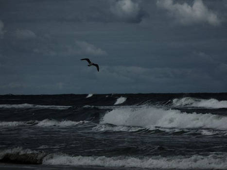 Sea and bird