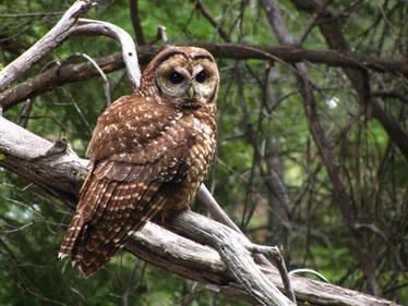 Subadult Spotted Owl