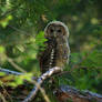 Spotted Owl Juvenile 2