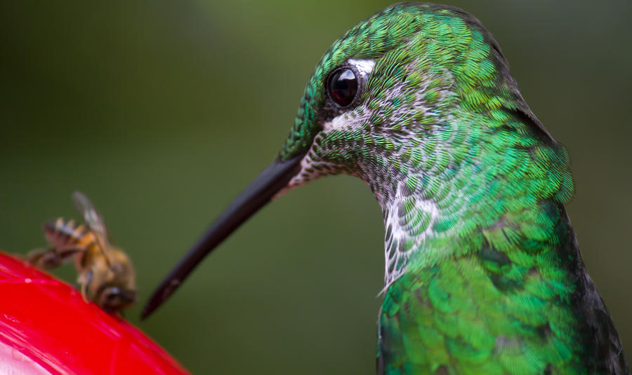 Humming Bird at Feeder