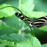 Feeding Butterfly